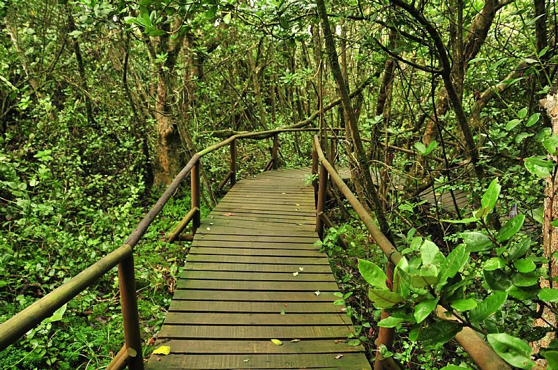 Sendero del Parque Nacional Bosque Fray Jorge